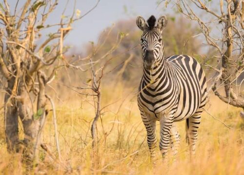Wildlife and nature sightseeing