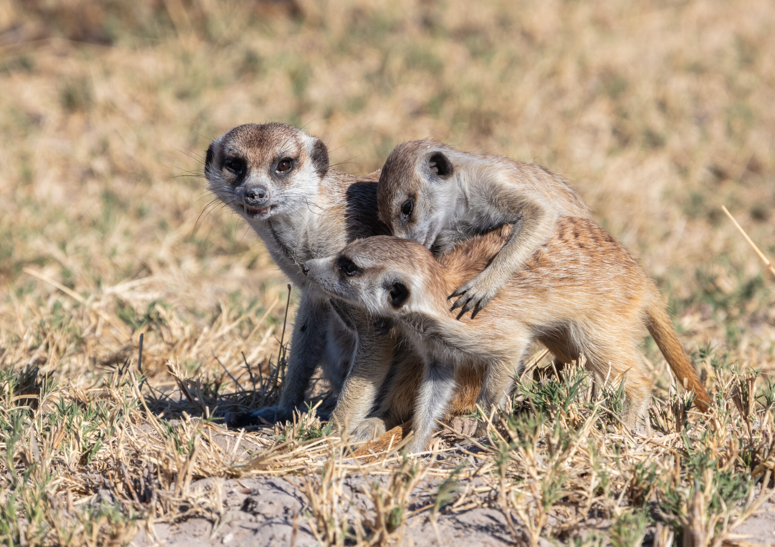 Nxai/Makgadikgadi pans