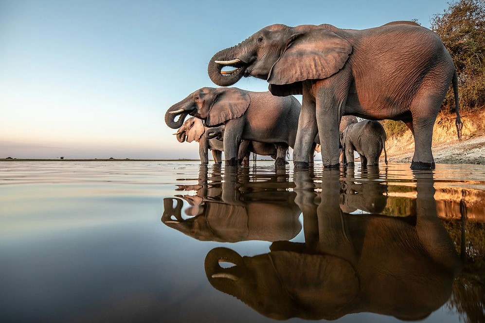 Chobe national park